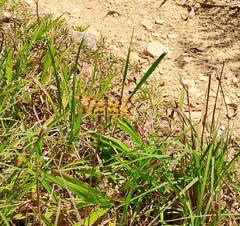 Rhyothemis graphiptera