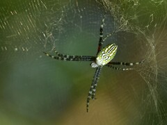 Cyrtophora moluccensis