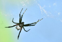 Cyrtophora moluccensis