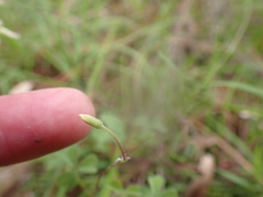 Oxalis perennans