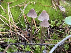 Mycena capillaripes