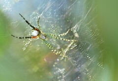Cyrtophora moluccensis