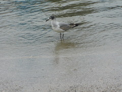 Leucophaeus pipixcan