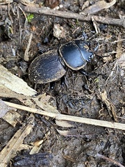 Apterodorcus bacchus