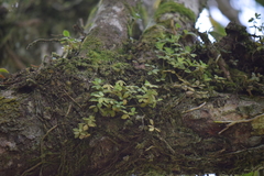 Peperomia tetraphylla