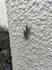 Atractomorpha lata