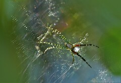 Cyrtophora moluccensis