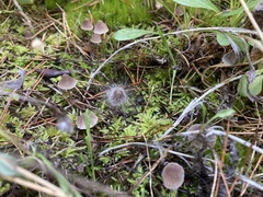 Mycena capillaripes
