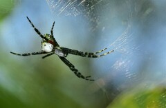 Cyrtophora moluccensis