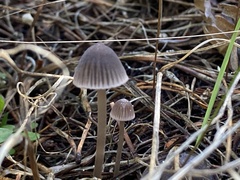 Mycena capillaripes