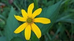 Heliopsis