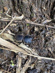 Apterodorcus bacchus