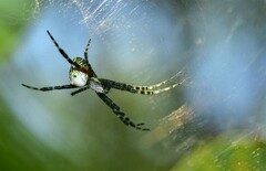 Cyrtophora moluccensis
