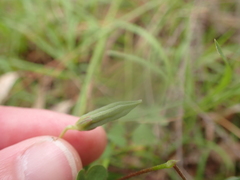 Oxalis perennans