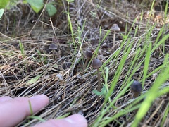 Mycena capillaripes