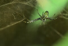 Cyrtophora moluccensis