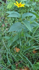 Heliopsis