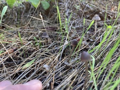 Mycena capillaripes