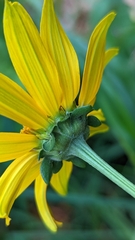 Heliopsis