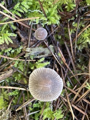Mycena capillaripes