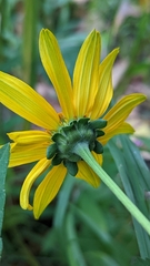 Heliopsis