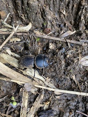 Apterodorcus bacchus