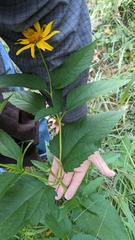 Heliopsis