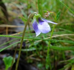 Viola hederacea