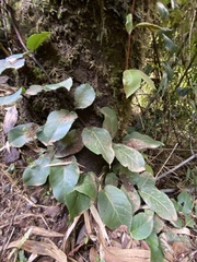 Hydrangea serratifolia