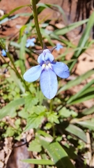 Lobelia trigonocaulis