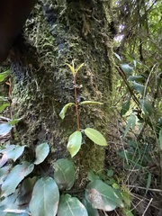 Hydrangea serratifolia