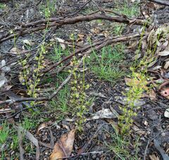 Drosera auriculata