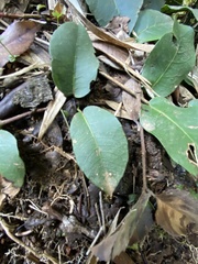 Hydrangea serratifolia