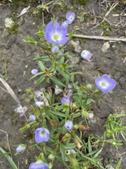 Veronica gracilis