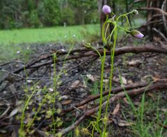 Drosera auriculata