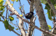 Icterus pyrrhopterus