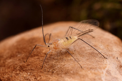 Euceraphis