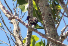 Icterus pyrrhopterus