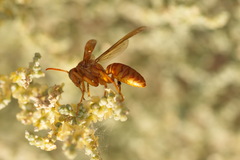 Gyrostoma