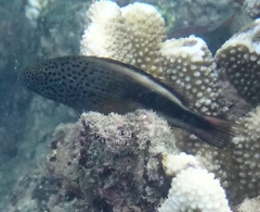 Paracirrhites forsteri