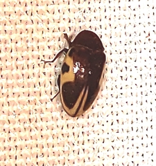 Chelonarium ornatum