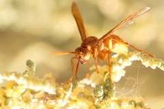 Gyrostoma