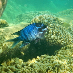 Abudefduf whitleyi