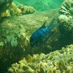 Abudefduf whitleyi