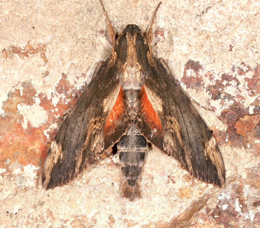 Lassaux's Sphinx