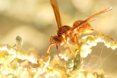 Gyrostoma