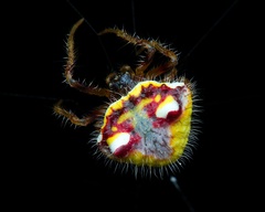 Poecilopachys australasia