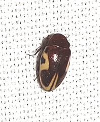 Chelonarium ornatum