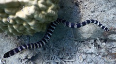 Emydocephalus annulatus