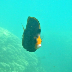 Chaetodon flavirostris
